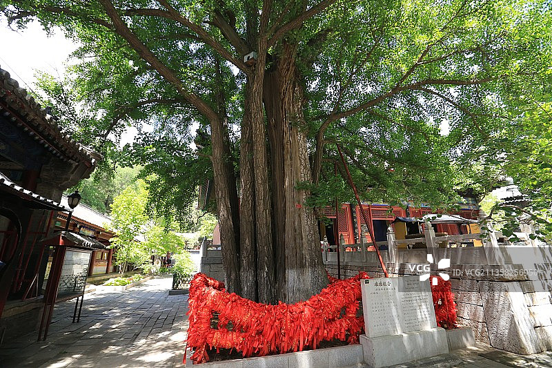 北京市怀柔区红螺寺：雌雄银杏图片素材