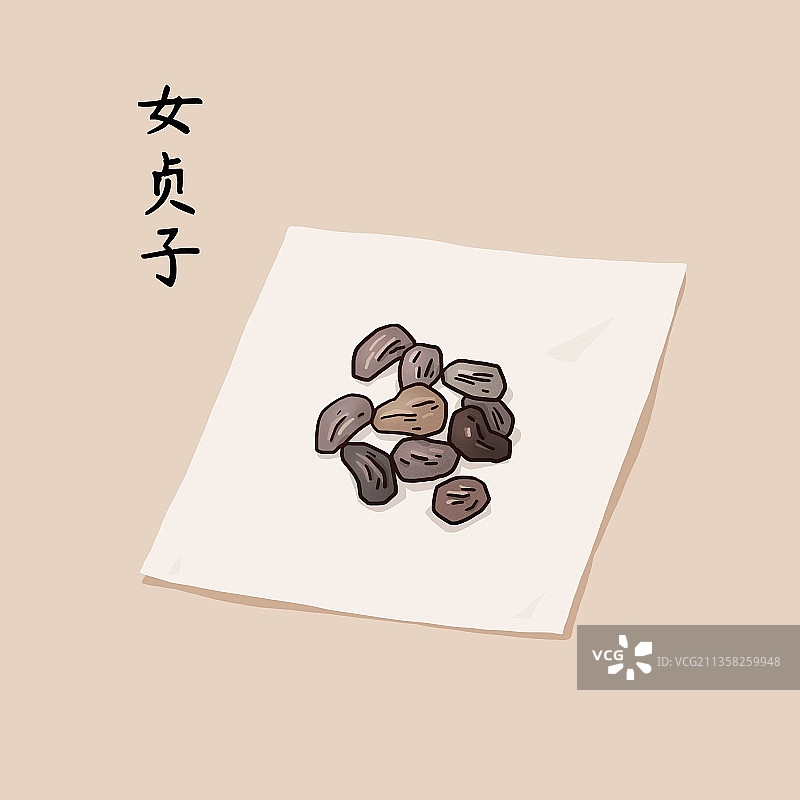 中药材女贞子图片素材