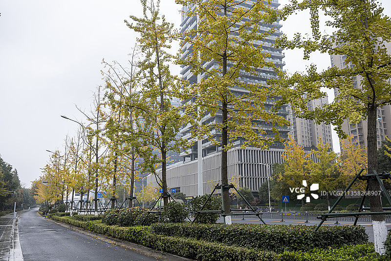 雨中的城市秋色-绍兴解放大道图片素材