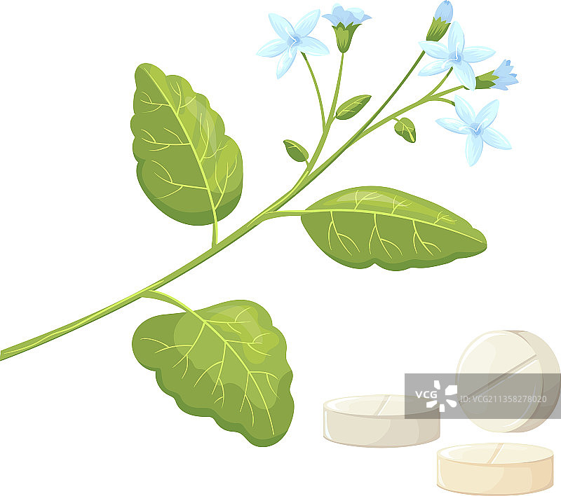 卡通甜叶菊植物和天然甜味剂药丸图片素材