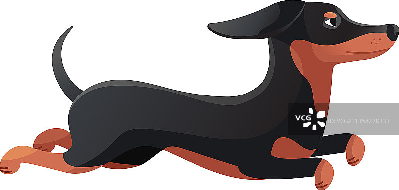 跳跃的腊肠犬，小狗周末可爱动物图片素材