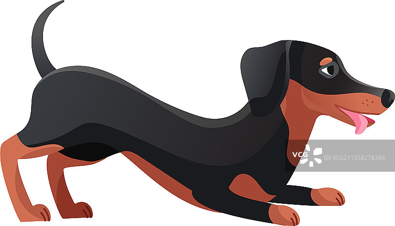 想要玩耍的腊肠犬图片素材