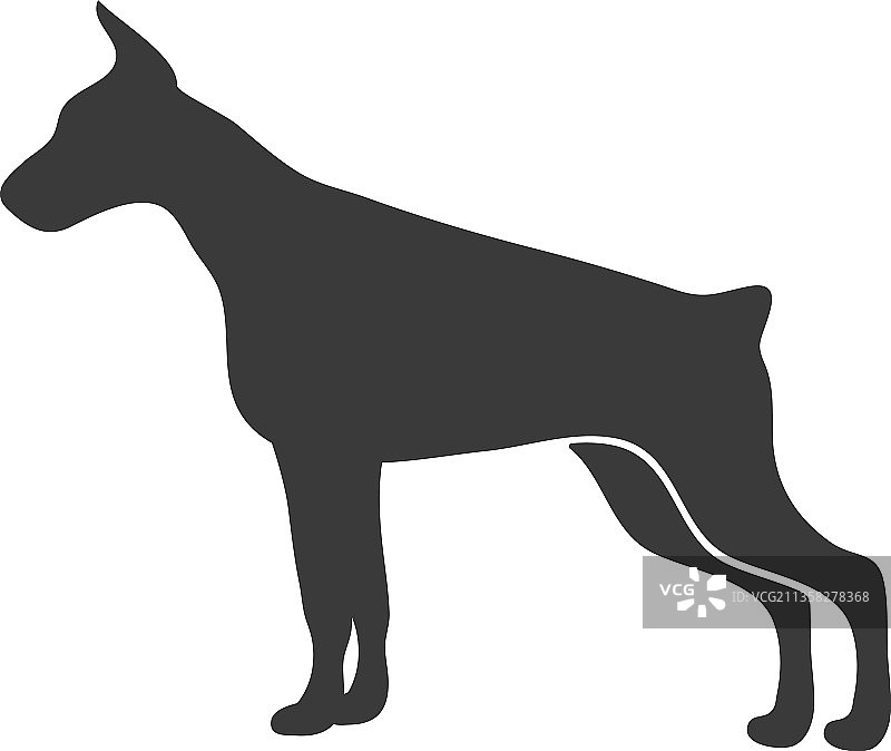 杜宾犬轮廓：血统优良的短毛野兽图片素材