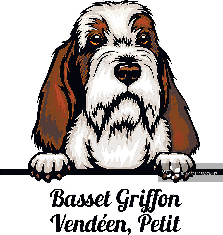 彩色探头巴吉度犬图片素材