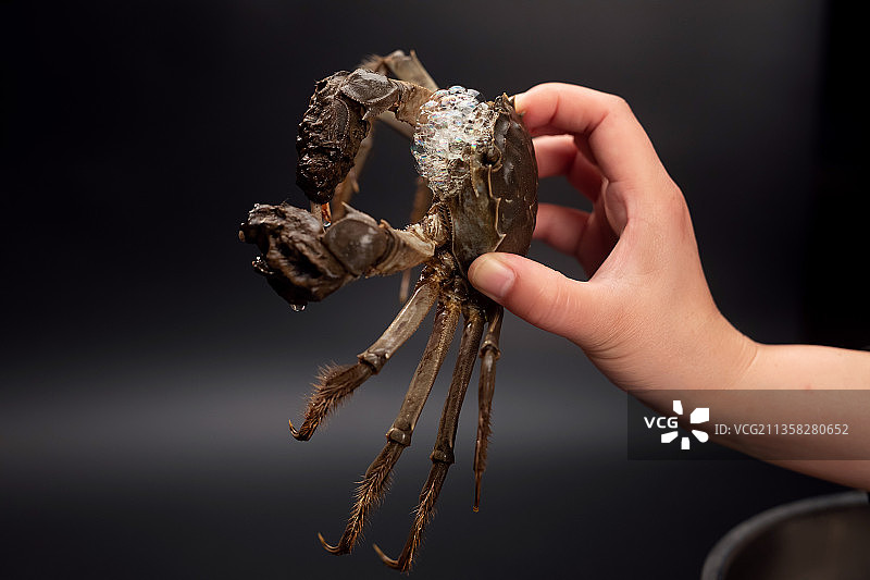 人的手拿着一只活螃蟹图片素材