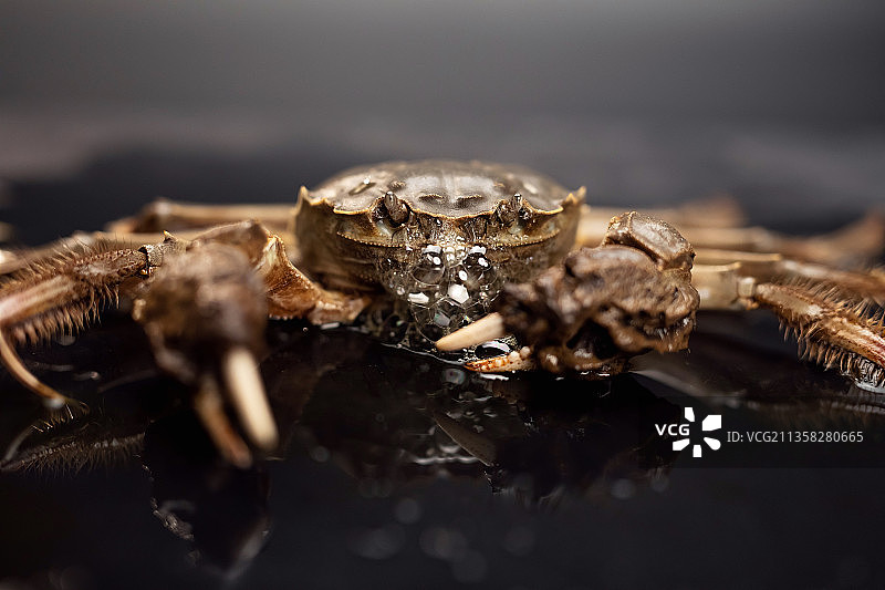 一只鲜活的大闸蟹图片素材