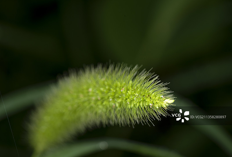 一颗狗尾草图片素材