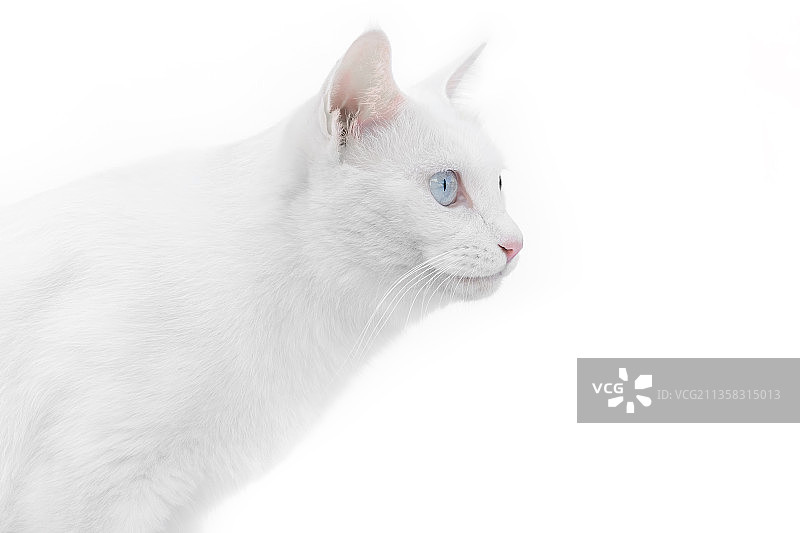 白色中华田园猫蓝色眼睛宠物简约留白图图片素材