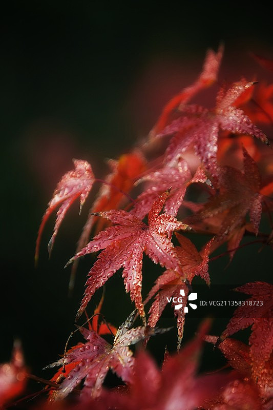 《枫叶红了》图片素材