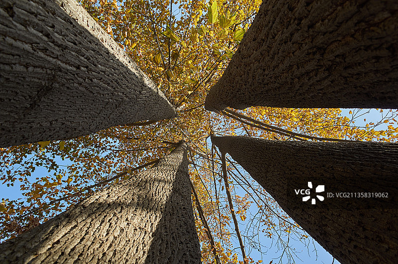 四棵鹅掌楸图片素材