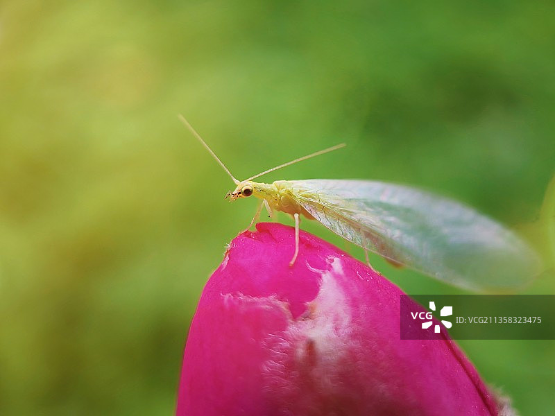 盼花开图片素材