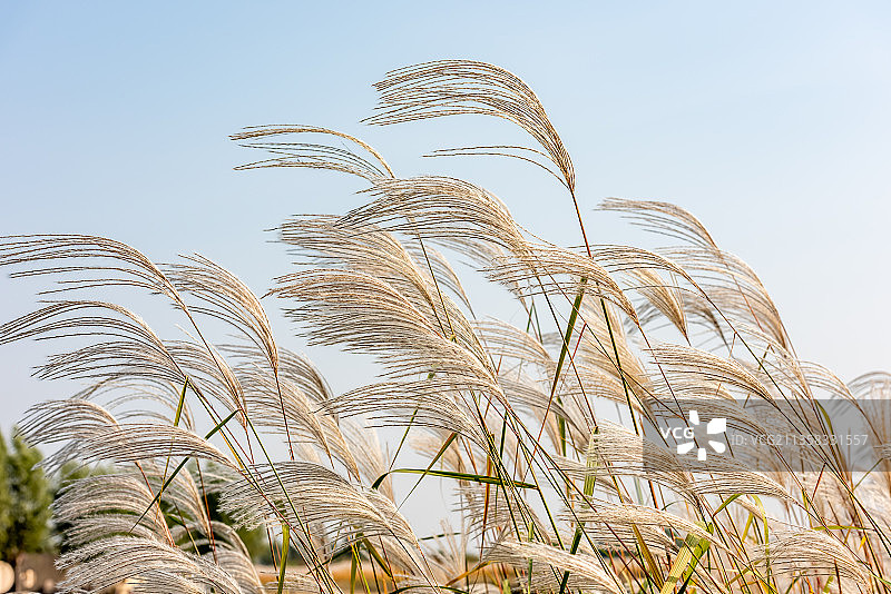 秋天金黄色的芦苇图片素材