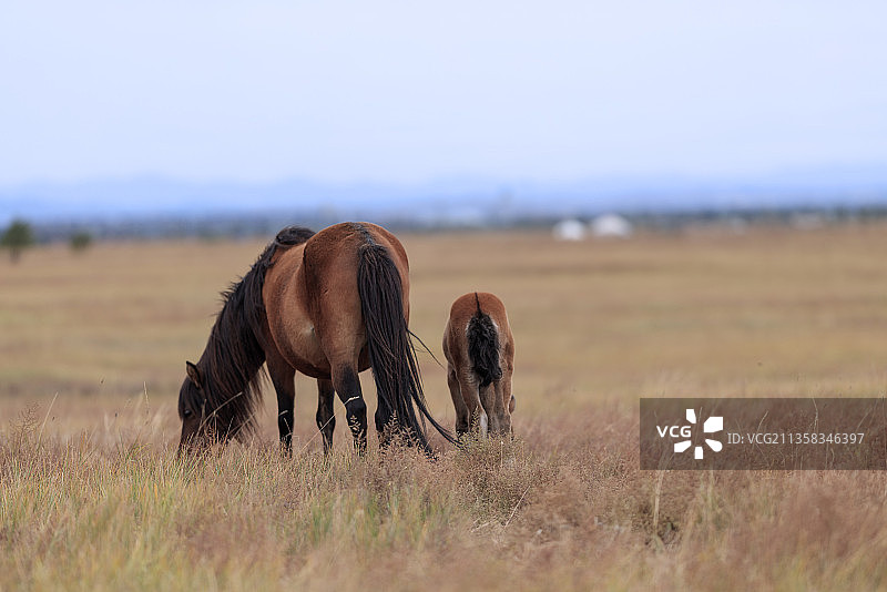 敕勒川草原秋景。图片素材