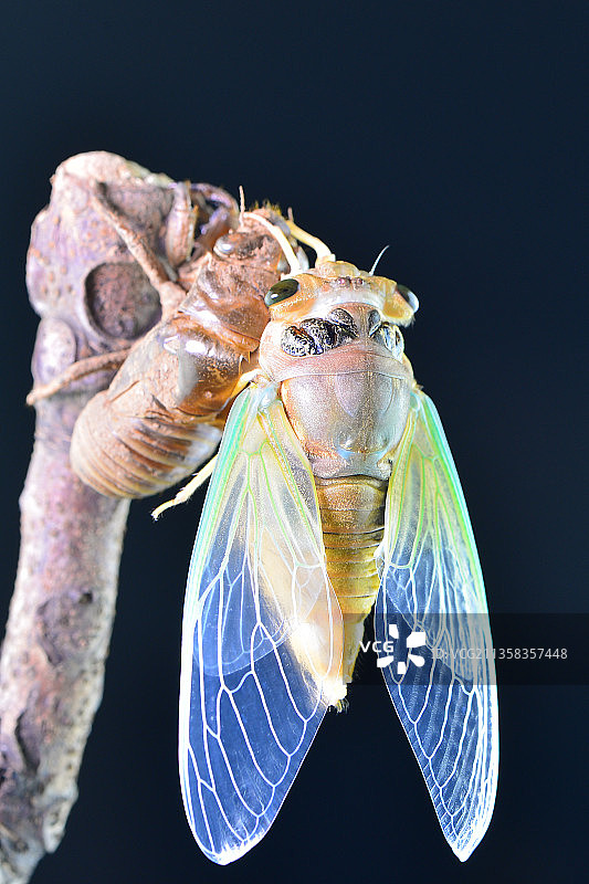 蝉羽化过程（9）图片素材