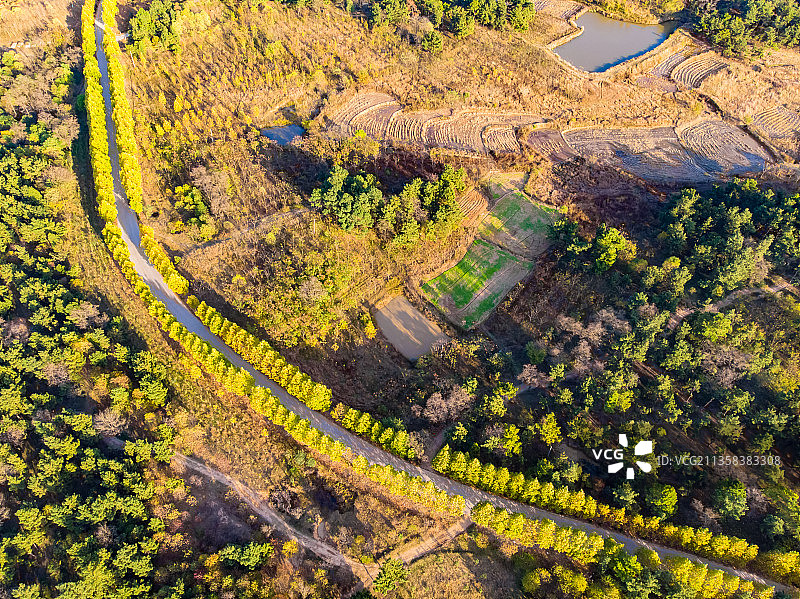 安徽省蚌埠市五河县大巩山森林秋天航拍图片素材