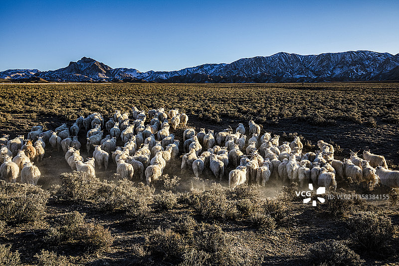 雪山下牧样图图片素材