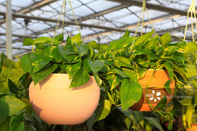 吊挂生长的绿萝图片素材