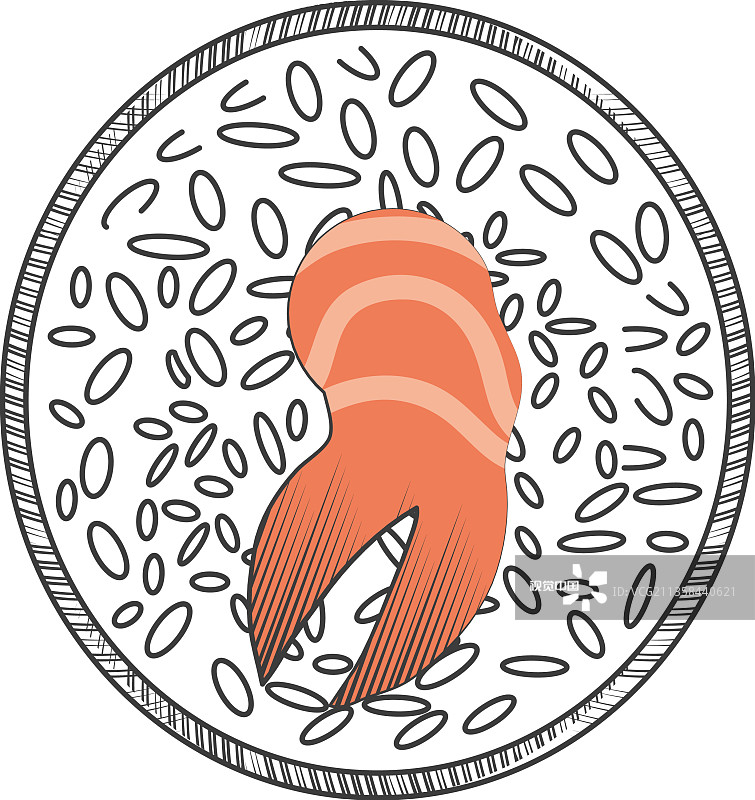 金枪鱼寿司美食图片素材