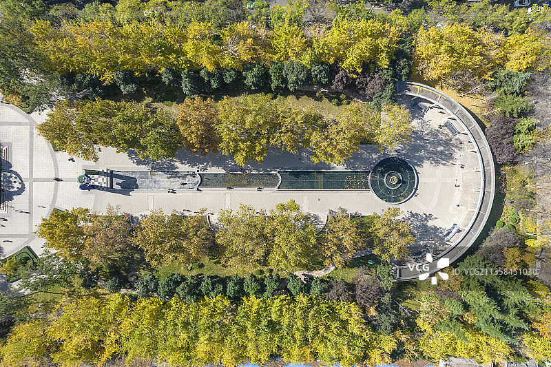 河南省郑州市文博广场秋季银杏林图片素材