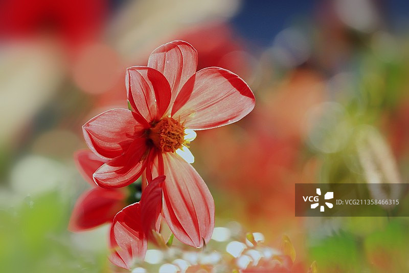 大丽花图片素材