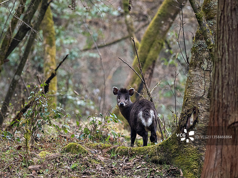 毛冠鹿图片素材
