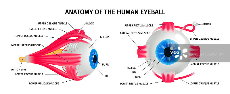 人眼解剖概念图图片素材