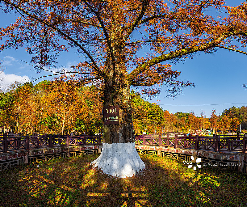 天下第一杉--湖北恩施：利川谋道水杉王图片素材