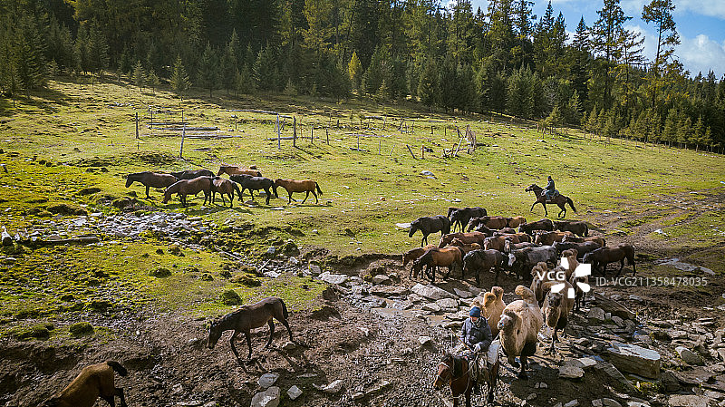 新疆喀纳斯牧民转场图片素材
