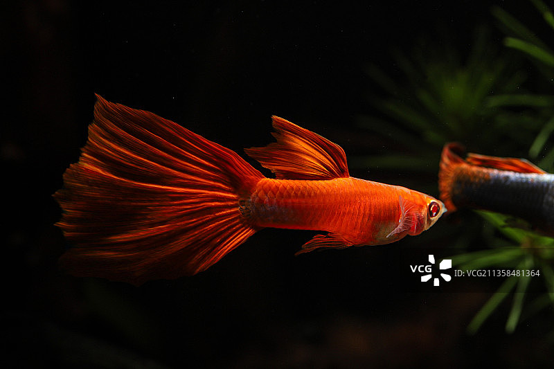 孔雀鱼，鱼缸，水底，金鱼，鱼图片素材