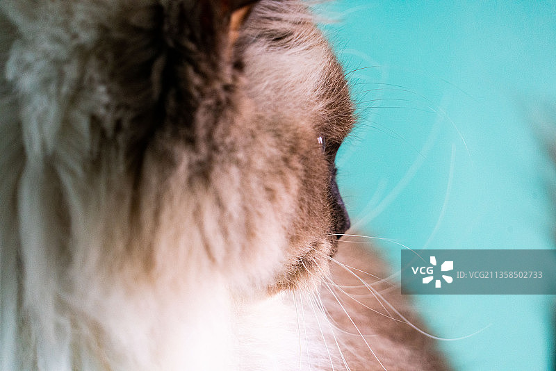 布偶猫特写下的状态图片素材