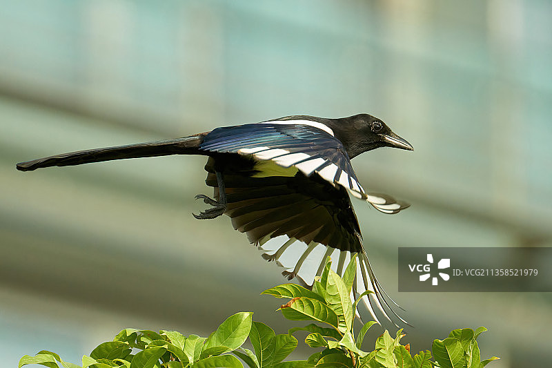 抓拍到一只喜鹊在绿色的枝头上飞过图片素材