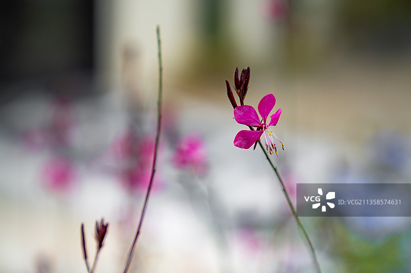 山桃花图片素材