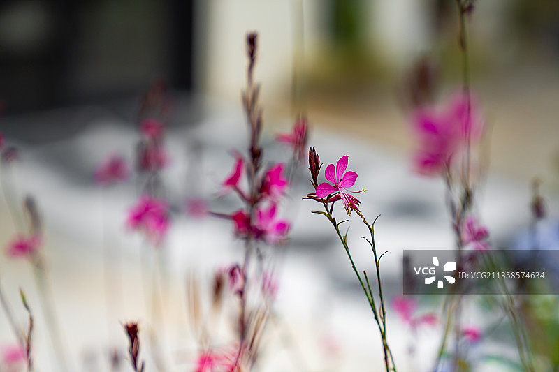 山桃花图片素材