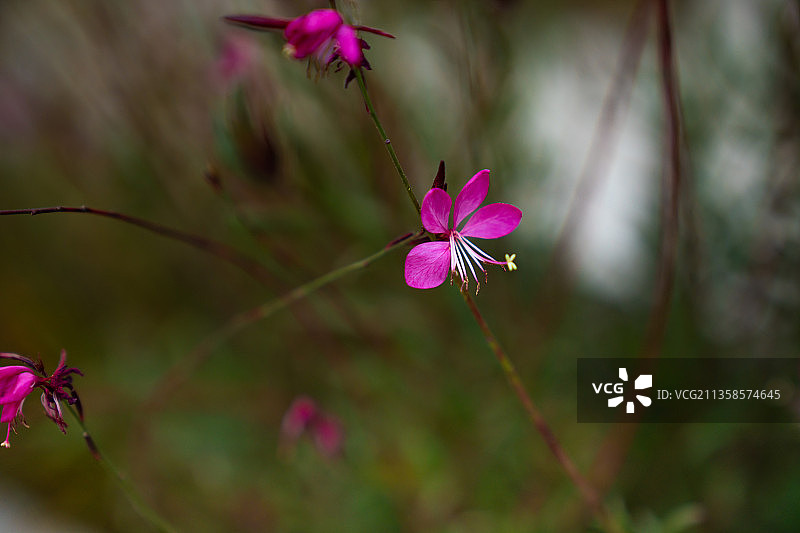 山桃花图片素材