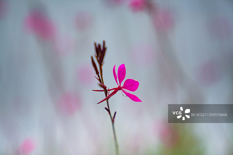 山桃花图片素材
