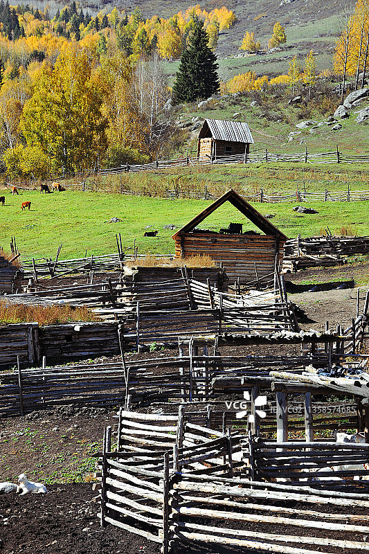 新疆阿勒泰，禾木风光。图片素材