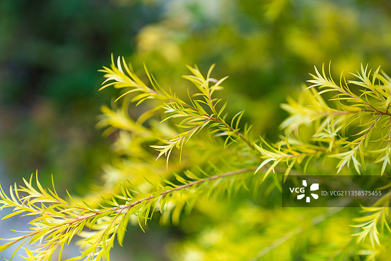 黄金串钱柳图片素材