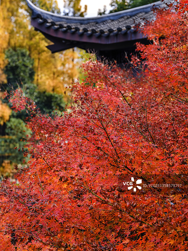 杭州曲苑风荷公园红枫图片素材