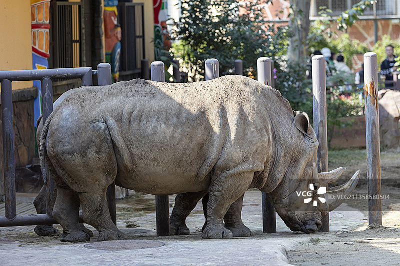 犀牛图片素材