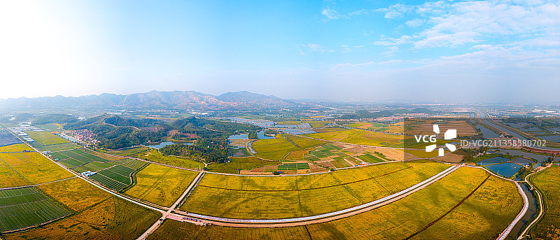 佛山市高明区明城镇万亩稻田图片素材