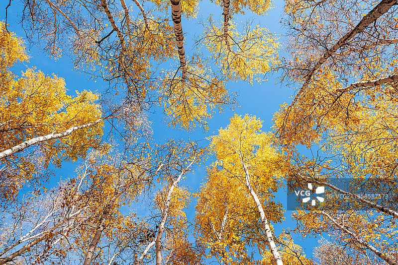 内蒙古内蒙古赤峰市克什克腾旗经乌线乌兰布统草原金色树叶图片素材
