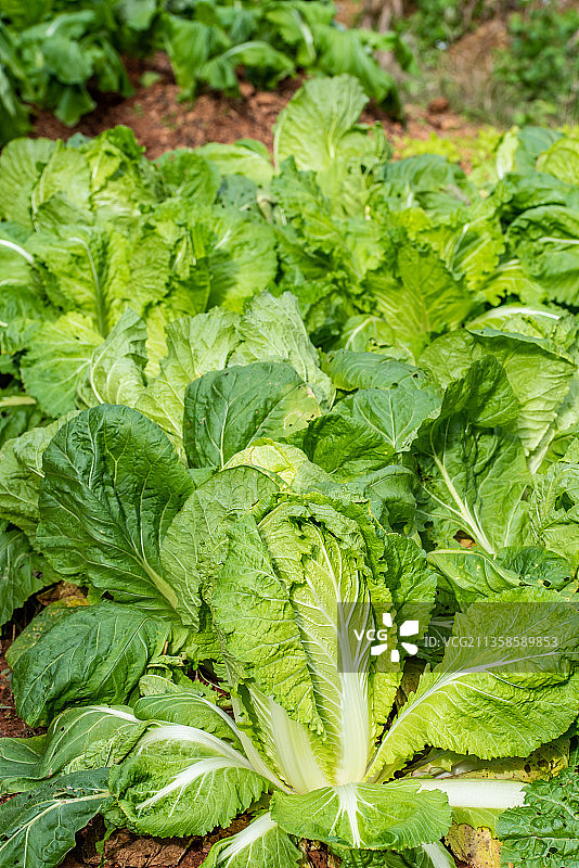 菜地种植的有机蔬菜大白菜图片素材