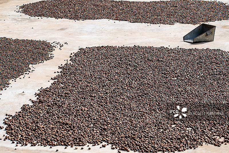 秋冬季晒油茶籽图片素材