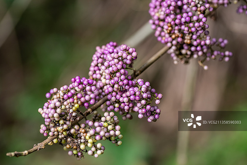 中草药成熟的紫珠果实图片素材