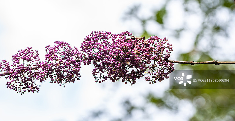 中草药成熟的紫珠果实图片素材