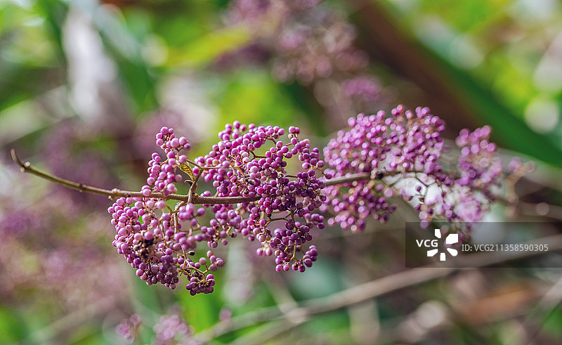 中草药成熟的紫珠果实图片素材