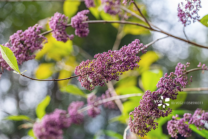 中草药成熟的紫珠果实图片素材