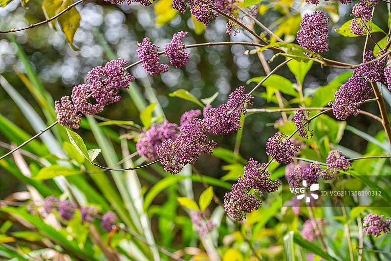中草药成熟的紫珠果实图片素材