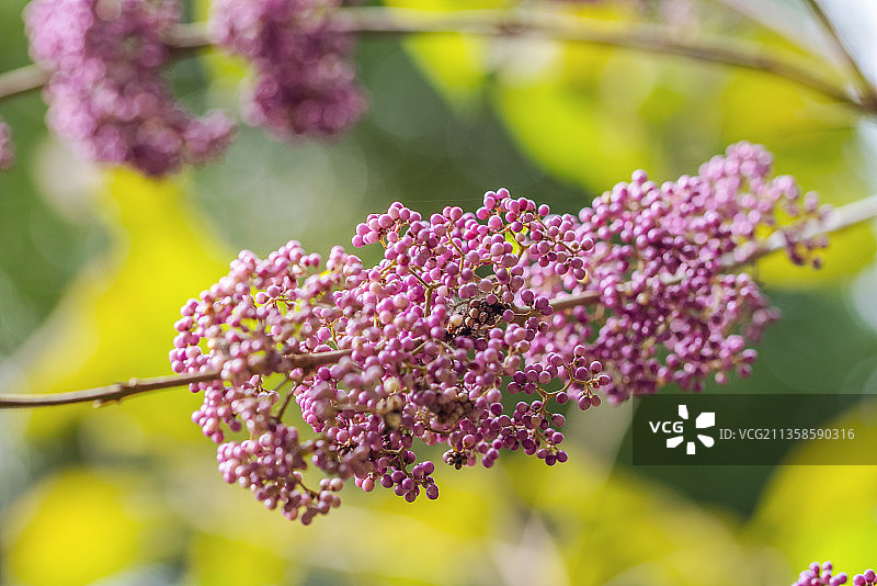 中草药成熟的紫珠果实图片素材