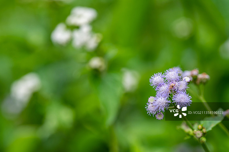 紫色熊耳草特写图片素材